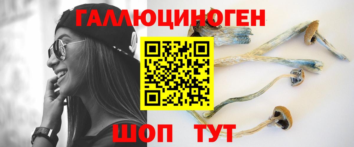 Псилоцибиновые грибы Psilocybe Черногорск